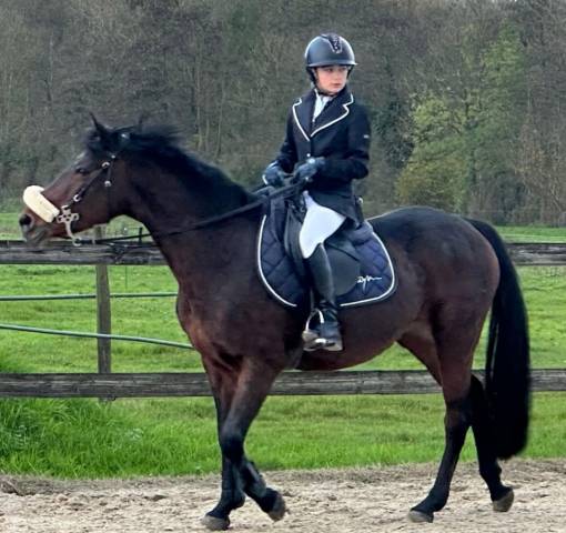 Mare Connemara For sale 2012 Bay