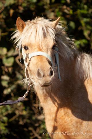 Filly Shetland Pony For sale 2023 Palomino