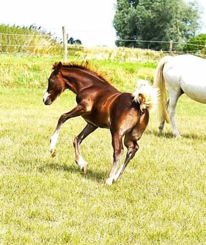 Colt French Saddle Pony For sale 2025 Chesnut