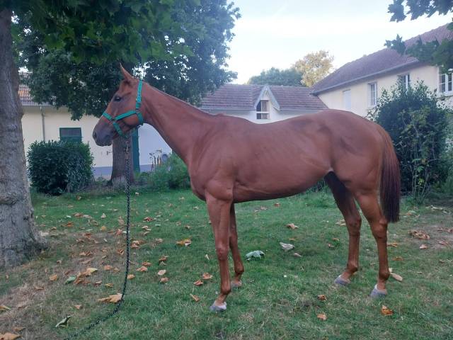 Broodmare English Thoroughbred For sale 2017 Chesnut