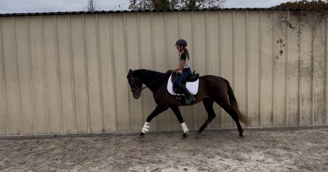 Gelding PRE Pure Spanish Bred For sale 2021 Grey