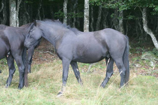 Gelding M&eacute;rens For sale 2023 Black
