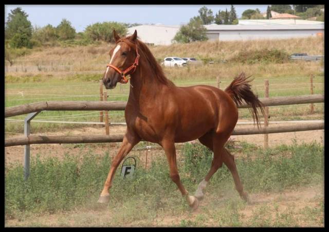 Mare No Origin Recorded For sale 2022 Chesnut
