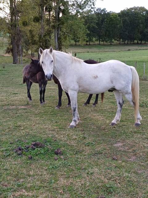 Stallion New Forest For sale 2005 Grey