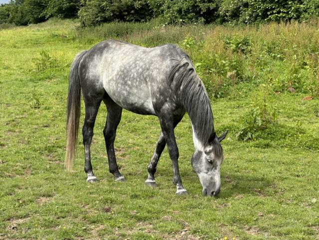 Gelding English Thoroughbred For sale 2015 Grey
