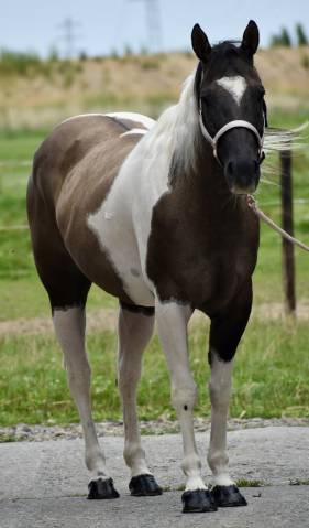 Mare Paint For sale 2015 Paint