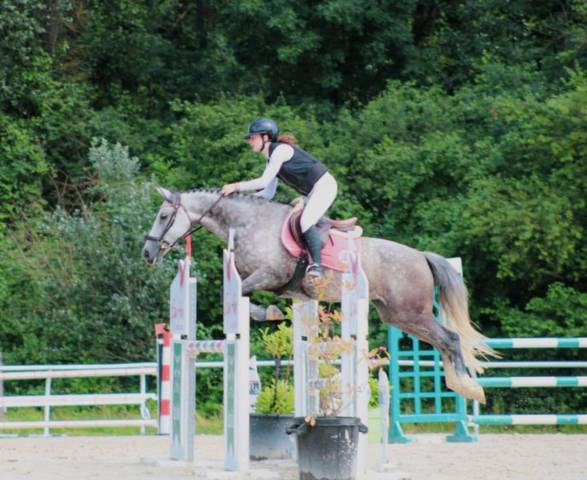 Mare French Saddle Pony For sale 2016 Grey