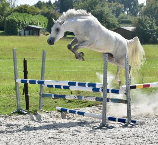 Gelding Zangersheide For sale 2022 Grey