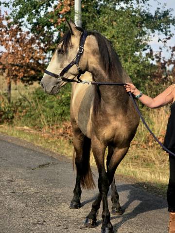 Gelding No Origin Recorded For sale 2022 Buckskin