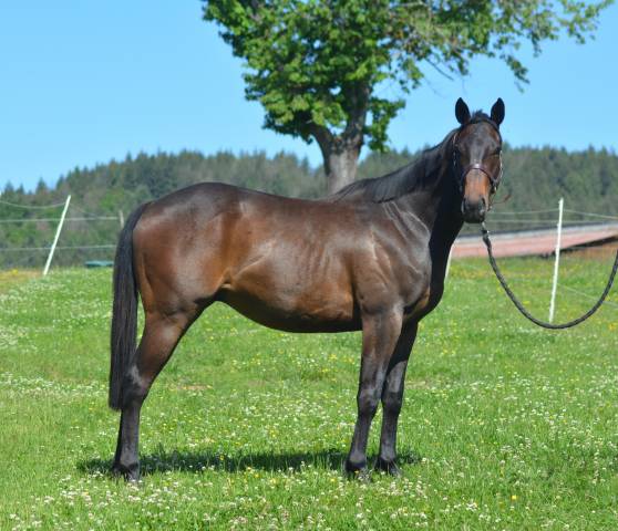 Gelding English Thoroughbred For sale 2022 Bay