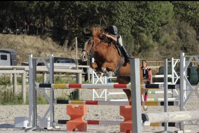 Gelding French Saddle Pony For sale 2015 Chesnut
