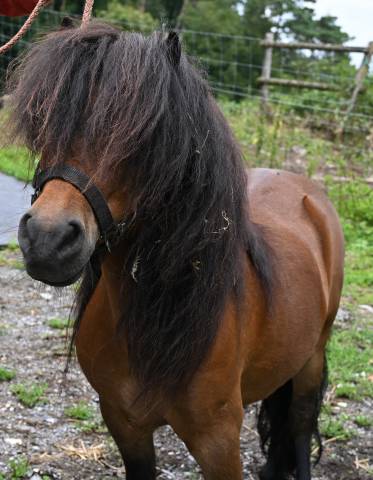 Gelding Shetland Pony For sale 2016 Bay