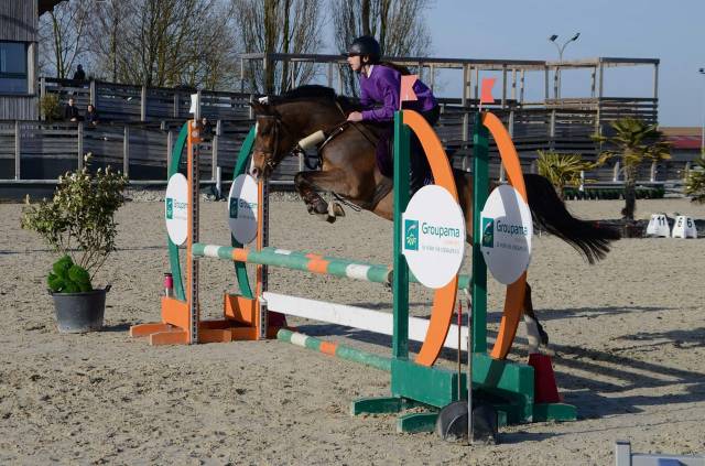 Gelding Origin Recorded For sale 2017 Bay