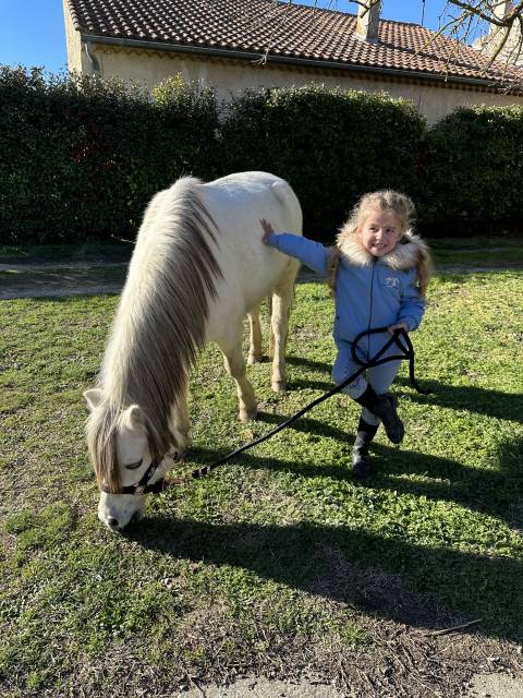 Gelding Welsh Pony (Section A) For sale 2009 Grey