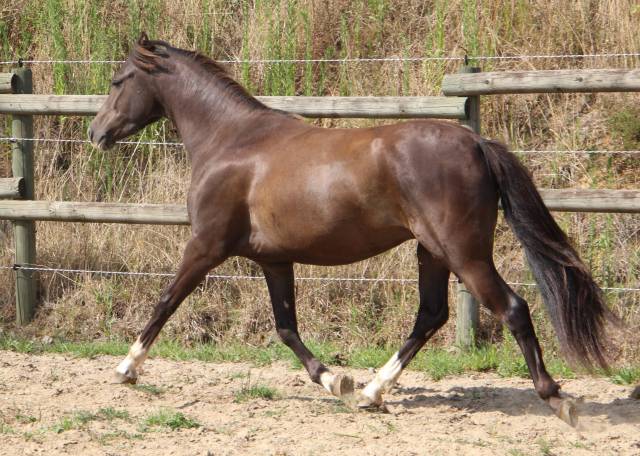 Gelding Welsh Pony (Section B) For sale 2022 Black