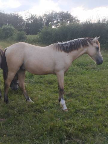 Entire French Saddle Pony For sale 2023 Buckskin