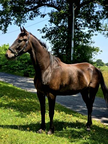 Gelding French Trotter For sale 2020 Dark Bay