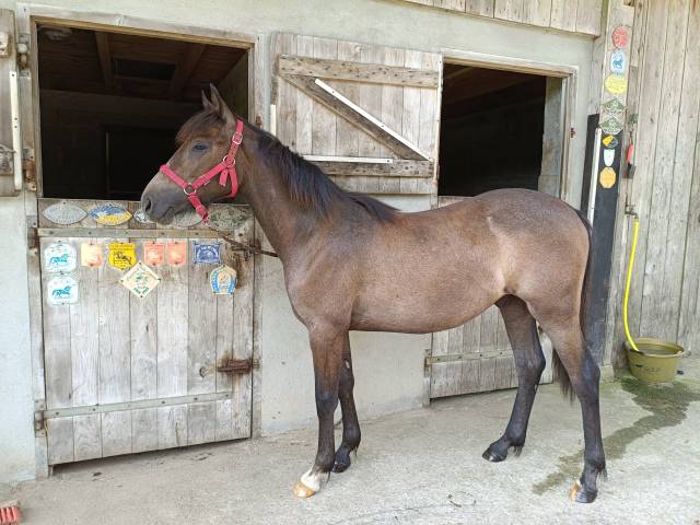 Gelding French Saddle Pony For sale 2024 Grey