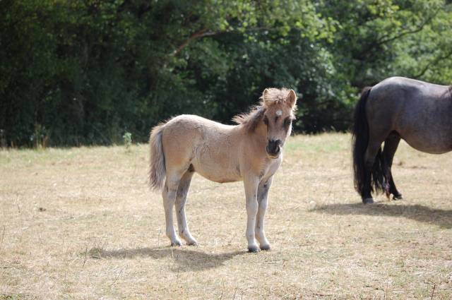 Colt Shetland Pony For sale 2025 Grullo