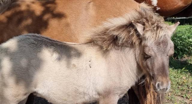 Colt Shetland Pony For sale 2025 Grullo