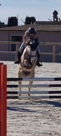 Mare No Origin Recorded For sale 2014 Grey