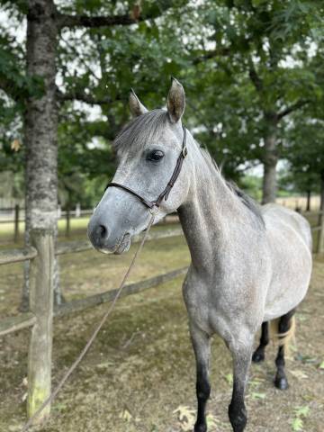 Mare No Origin Recorded For sale 2019 Grey