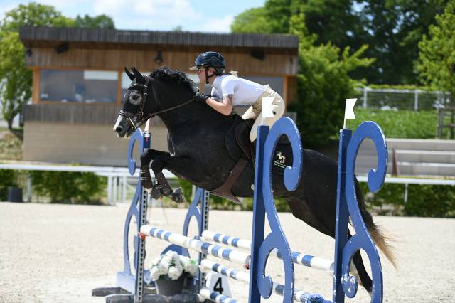 Gelding French Saddle Pony For sale 2021 Grey