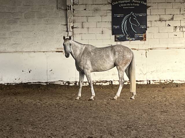 Mare Selle Français For loan 2016 Grey