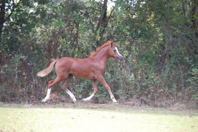 Filly Welsh Pony (Section A) For sale 2025 Chesnut