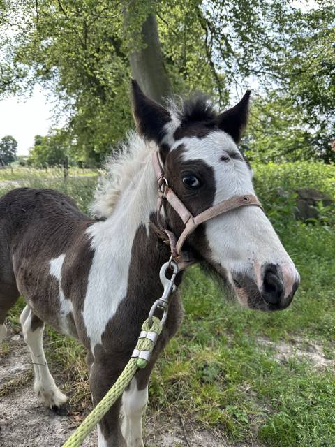 Filly Tinker For sale 2025 Coloured