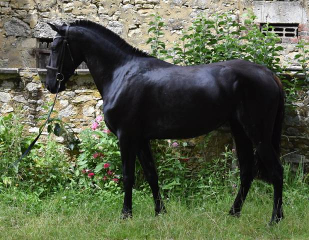 Mare PRE Pure Spanish Bred For sale 2020 Black