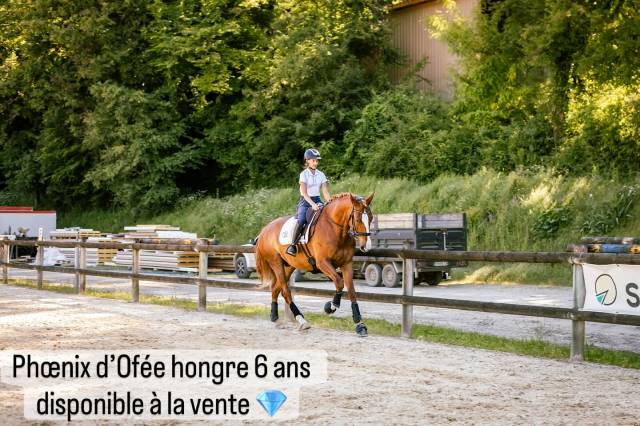 Gelding Lusitano For sale 2019 Chesnut