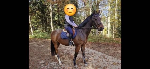 Gelding Swiss Half Blood For sale 2019 Bay