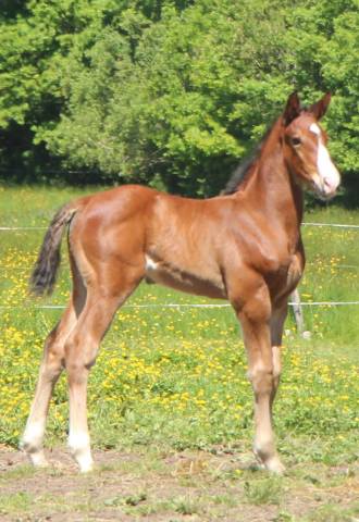 Colt Selle Français For sale 2025 Bay