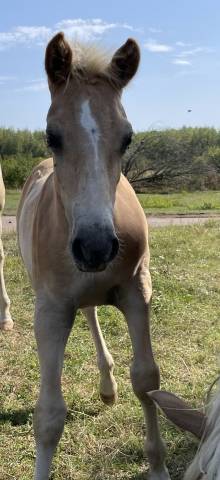 Colt Haflinger For sale 2025 Silver dapple