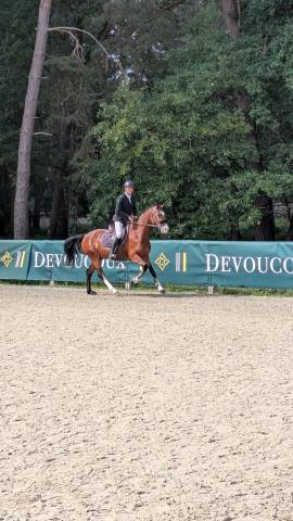 Gelding Welsh Part Bred For sale 2021 Bay