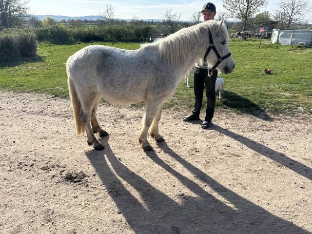 Gelding No Origin Recorded For sale 2018 White