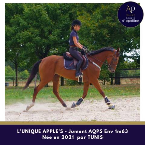 Mare AQPS For sale 2021 Bay