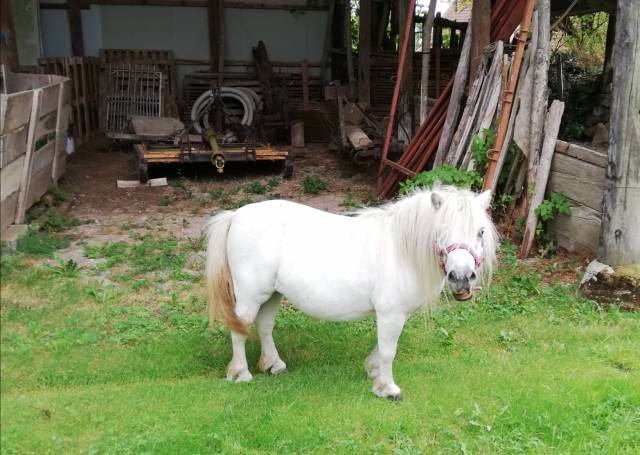 Mare Shetland Pony For sale 2012 Grey