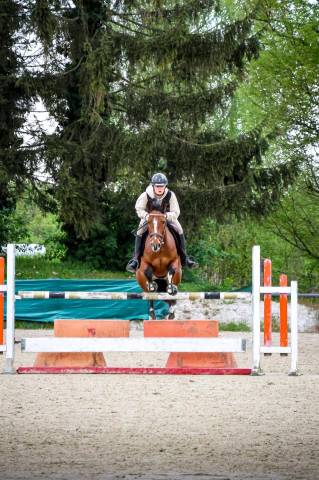 Mare French Saddle Pony For sale 2019 Bay