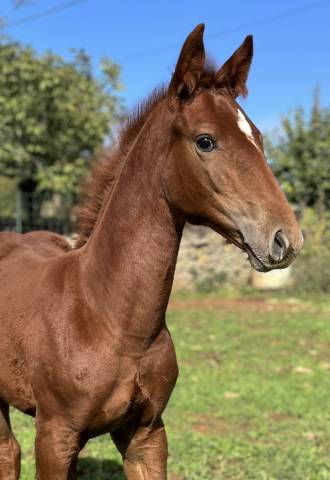 Filly Selle Français For sale 2025 Chesnut