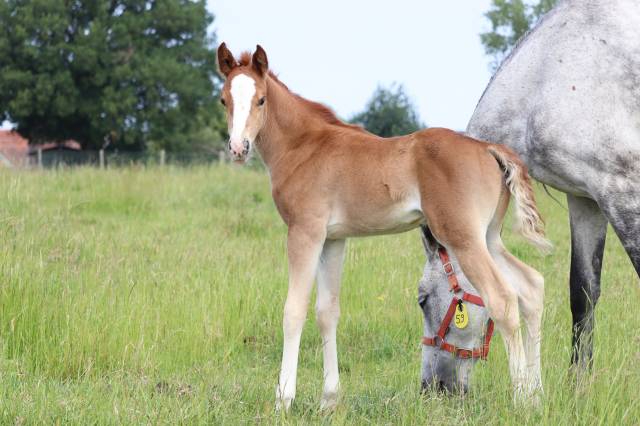 Colt French Saddle Pony For sale 2025 Buckskin
