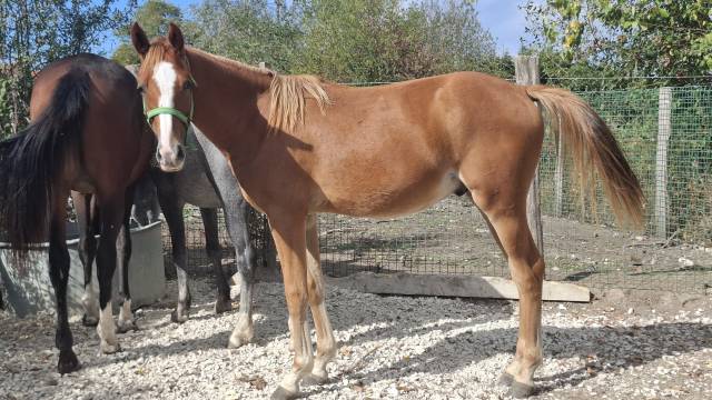 Colt French Saddle Pony For sale 2025 Buckskin