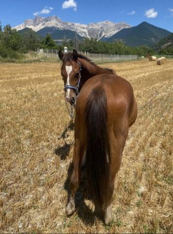 Entire Welsh Part Bred For sale 2023 Bay