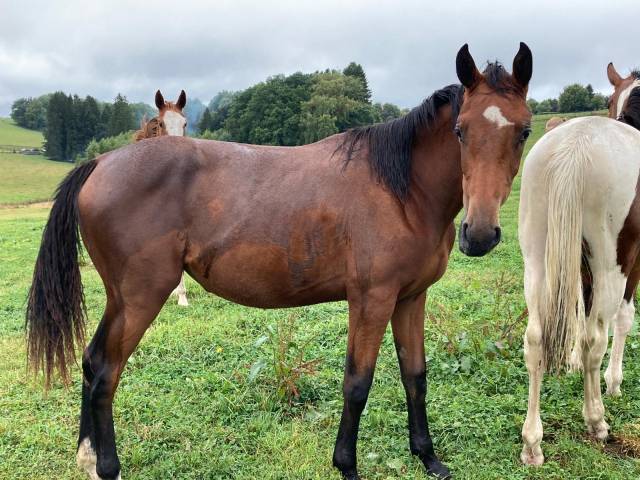 Mare Zangersheide For sale 2024 Bay