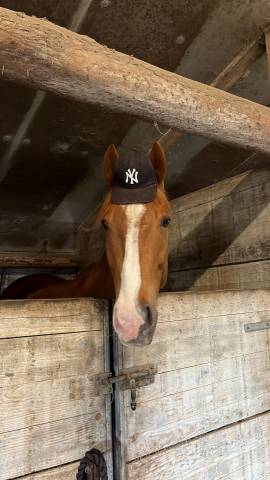 Gelding American Thoroughbred For sale 2019 Chesnut