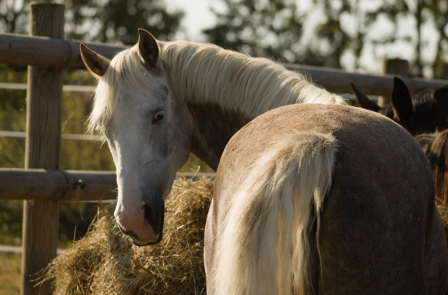 Gelding French Saddle Pony Part-Livery 2021 Grey