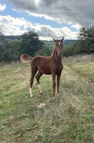 Filly Selle Français For sale 2025 Chesnut