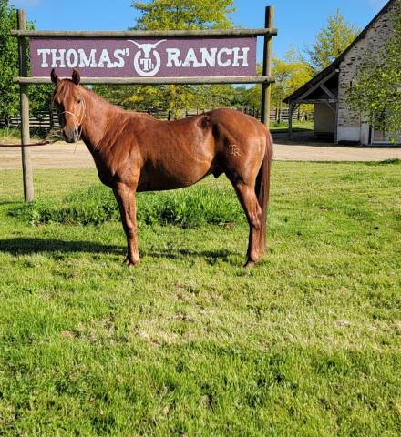 Gelding Quarter For sale 2021 Chesnut