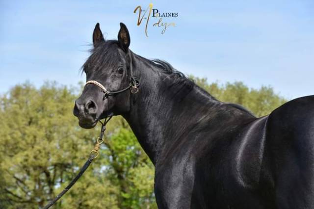 Levannte al Alsan  - Arabian 2017